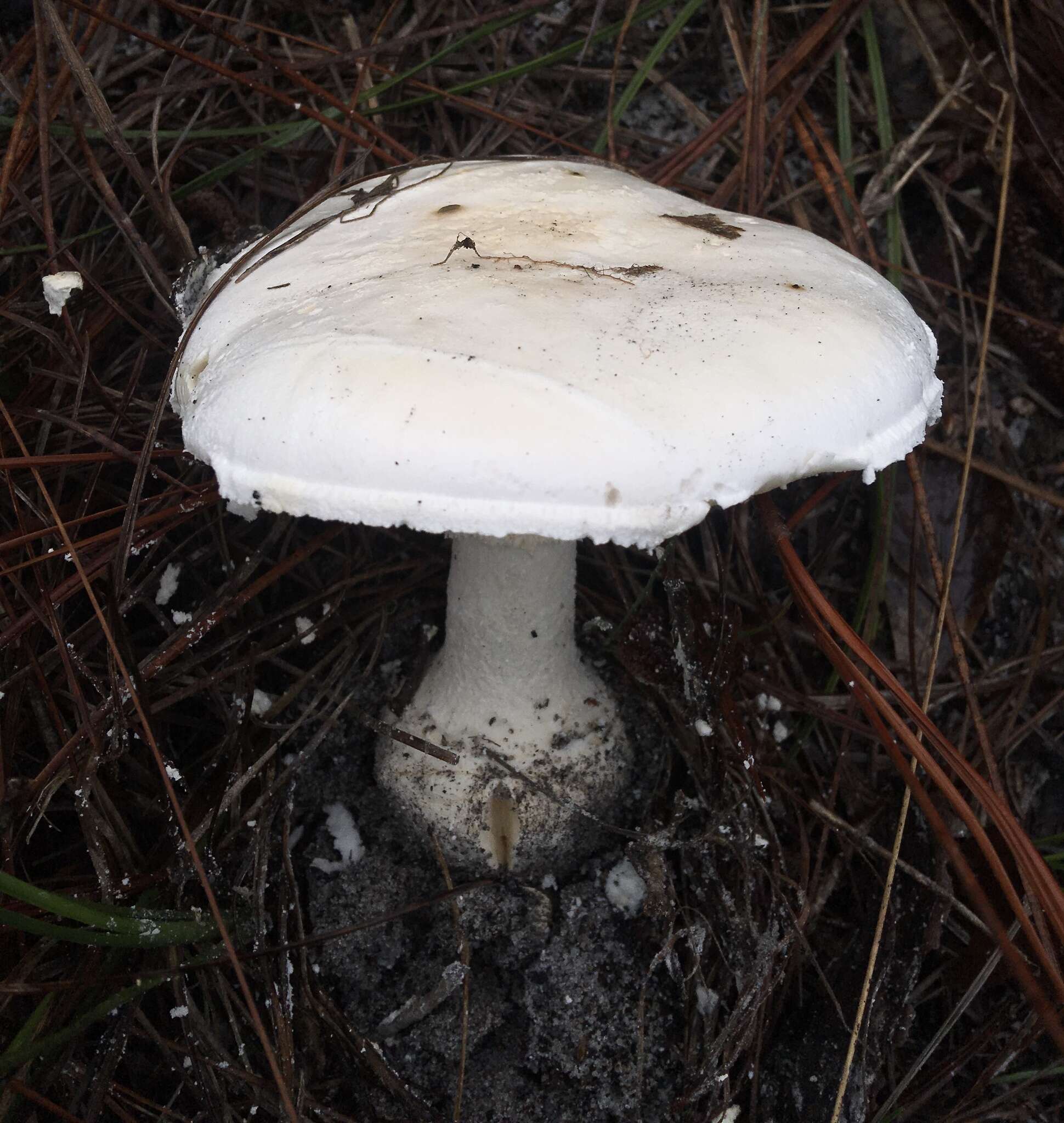 Image of Amanita rhoadsii (Murrill) Murrill 1939