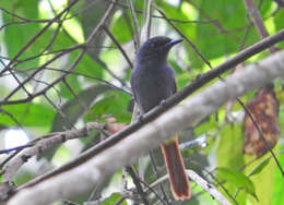 Image of Bates's Paradise Flycatcher