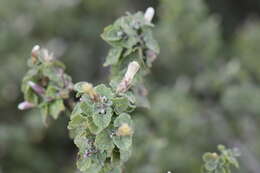 Brickellia veronicifolia (Kunth) A. Gray的圖片