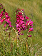 Plancia ëd Gladiolus byzantinus Mill.