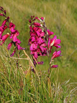 Plancia ëd Gladiolus byzantinus Mill.