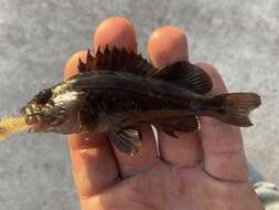Image of Grass rockfish