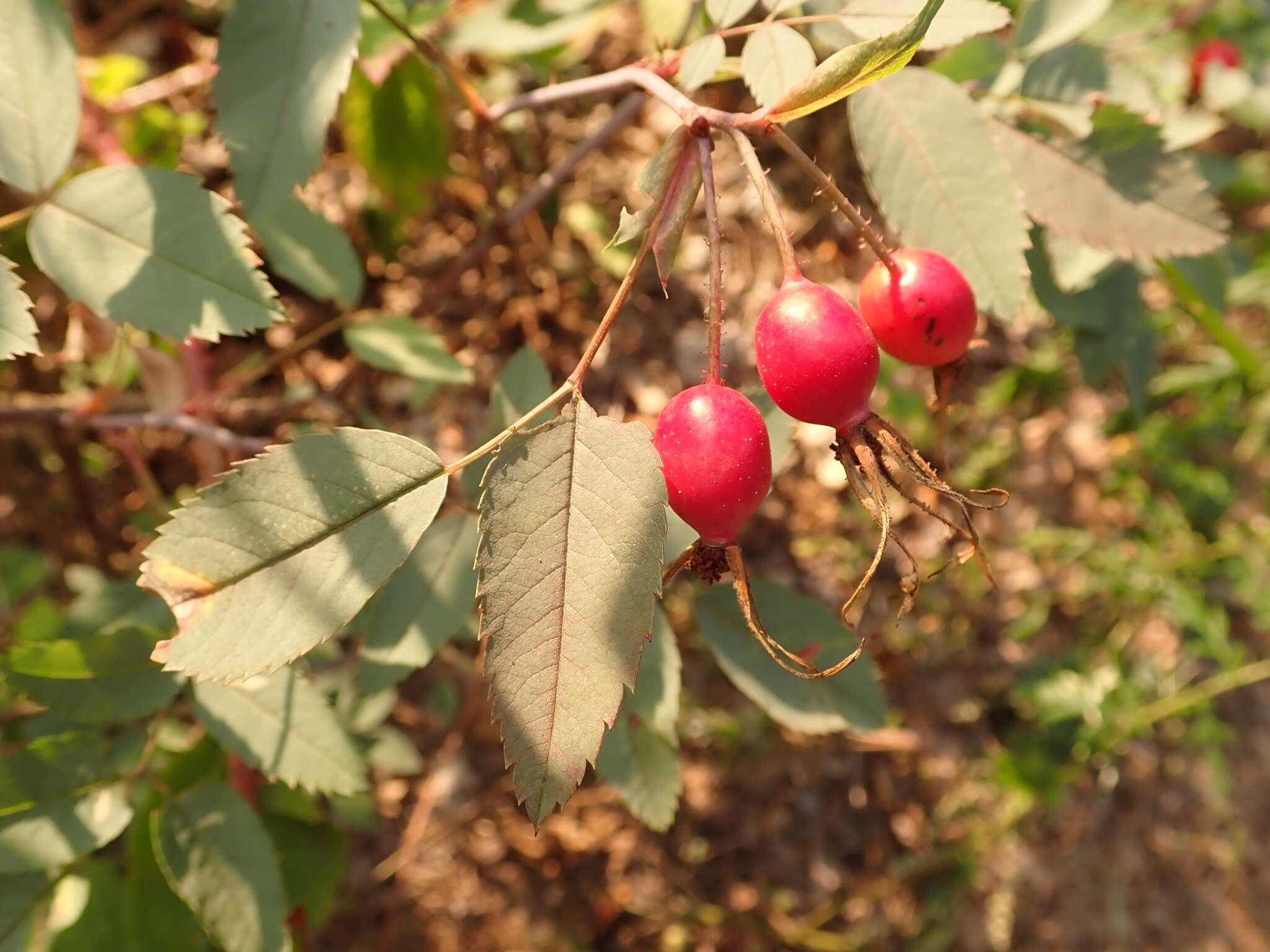 Plancia ëd Rosa glauca Pourret