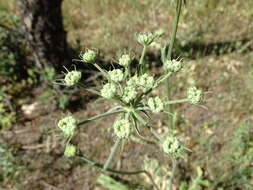 Image of Magydaris panacifolia (Vahl) Lange