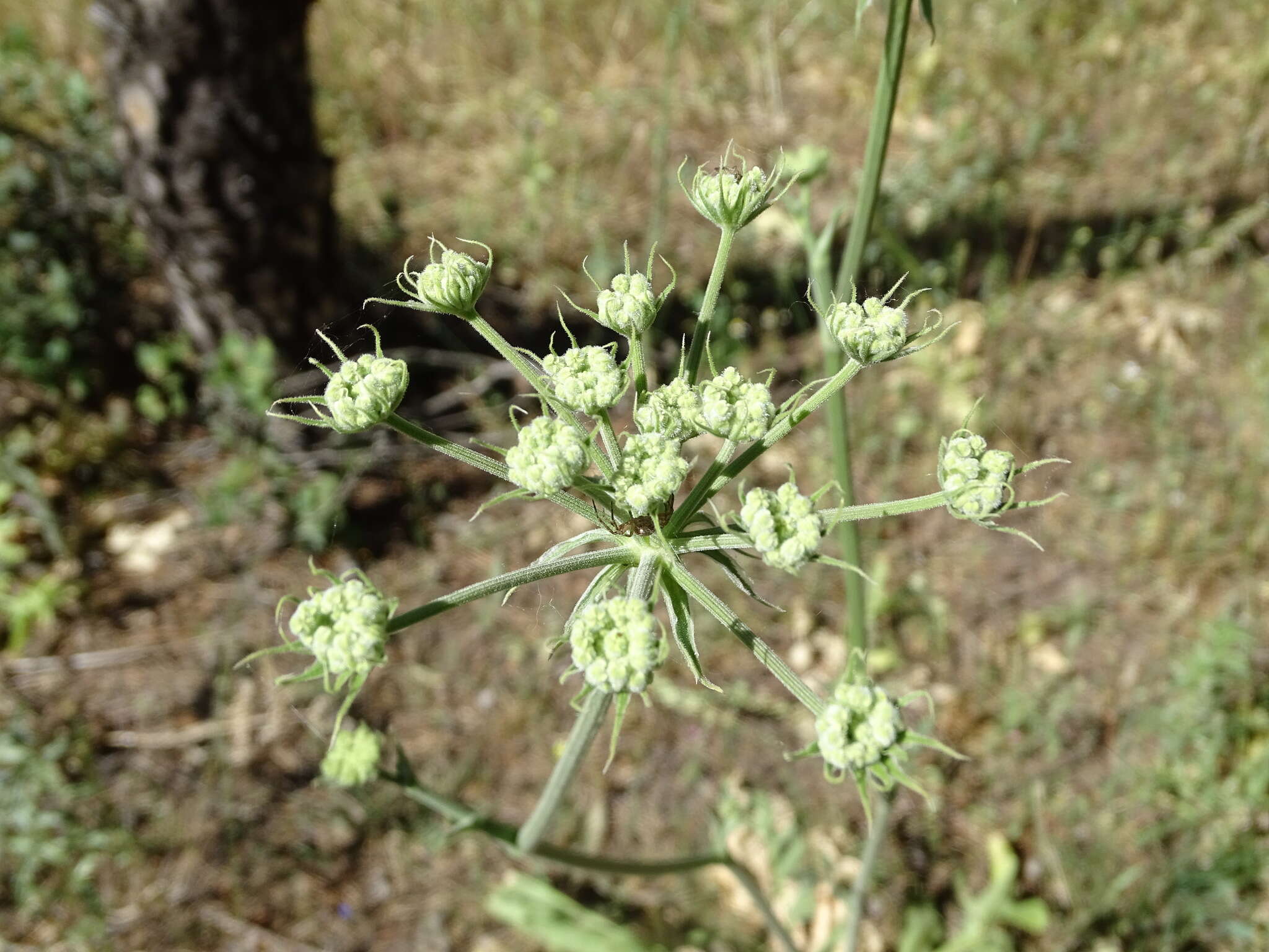 Plancia ëd Magydaris panacifolia (Vahl) Lange