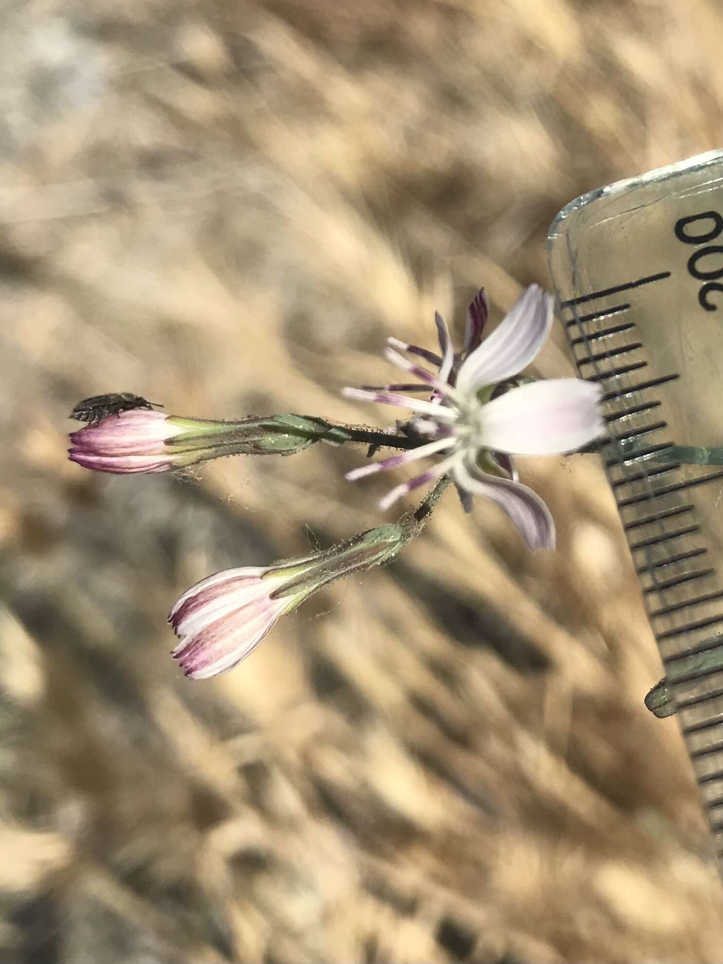 Sivun Stephanomeria exigua subsp. deanei (J. F. Macbr.) Gottlieb kuva