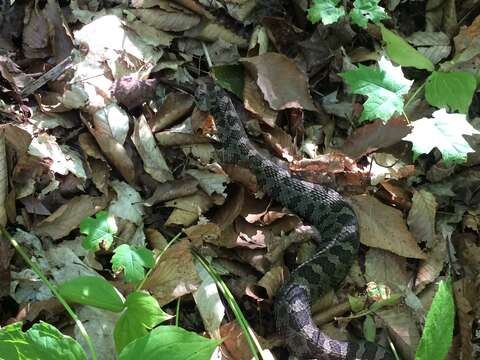 Image of Black massasauga