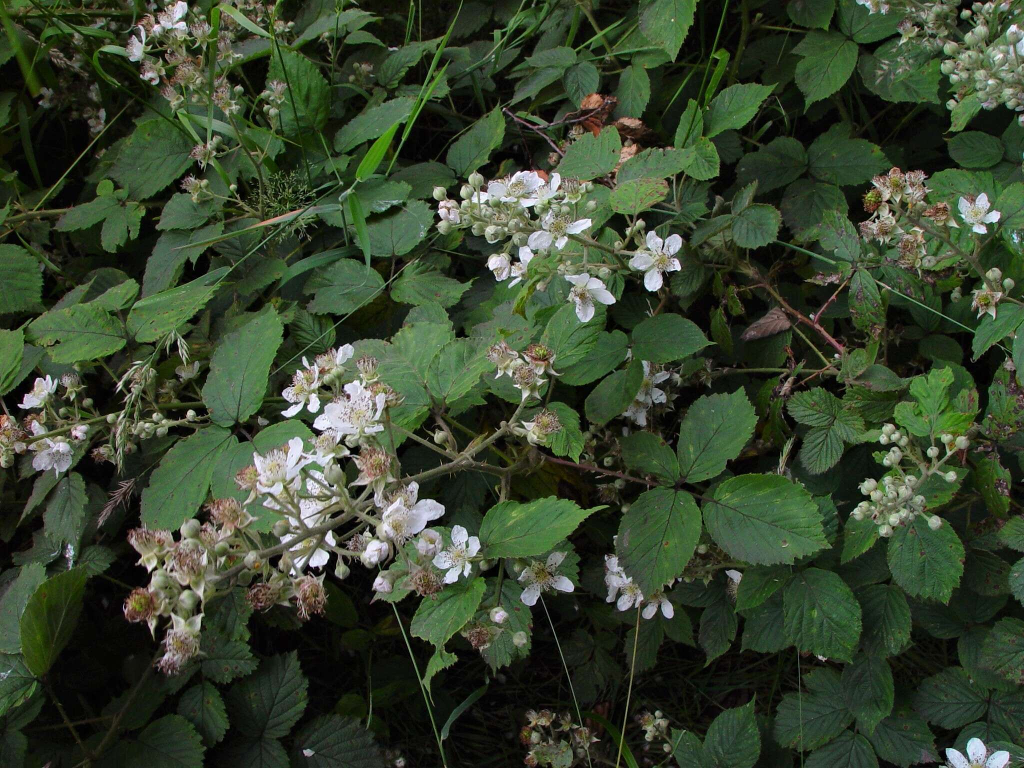 Image of Rubus incurvatiformis Edees