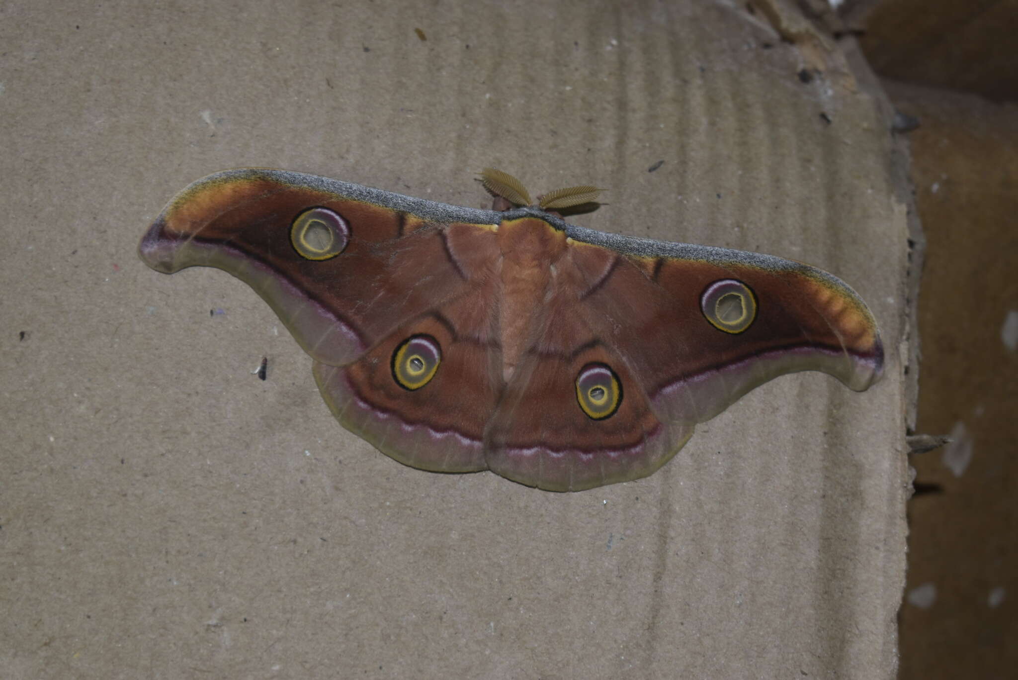 Image of Tasar Silkmoth