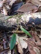 Imagem de Dendrobium pugioniforme A. Cunn. ex Lindl.