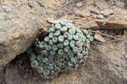 Image of Conophytum minutum var. minutum