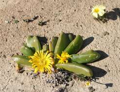 Image of Glottiphyllum depressum (Haw.) N. E. Br.