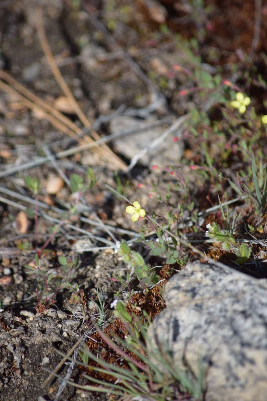 Image of Mono Hot Springs evening primrose