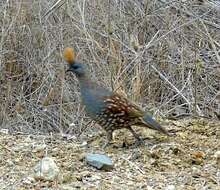 Image of Elegant Quail