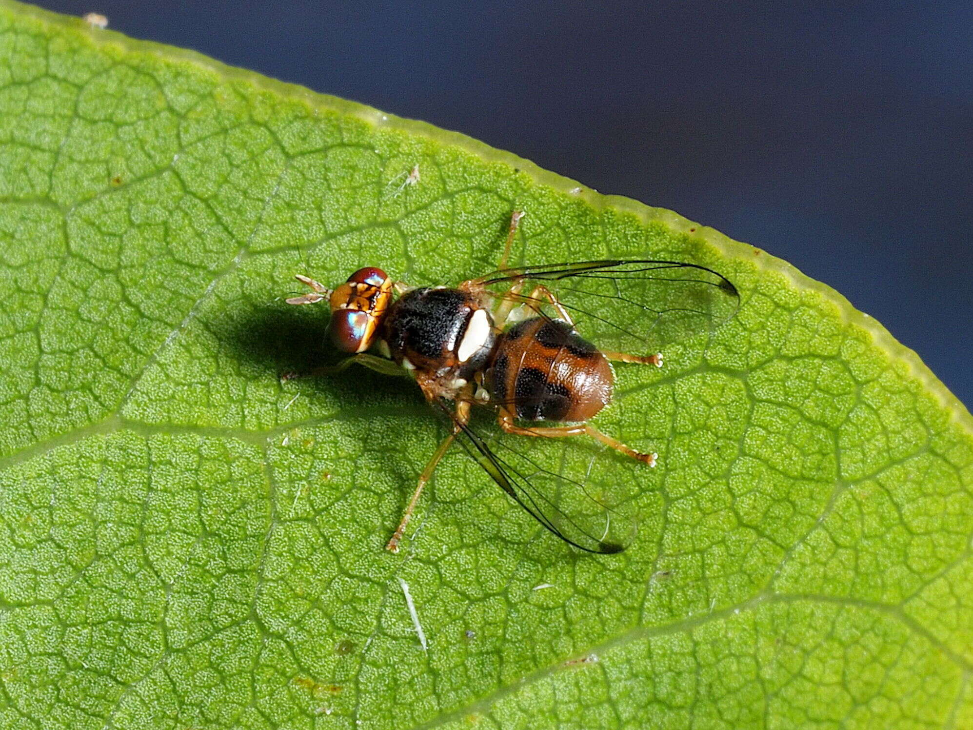 Image of Olive Fruit Fly