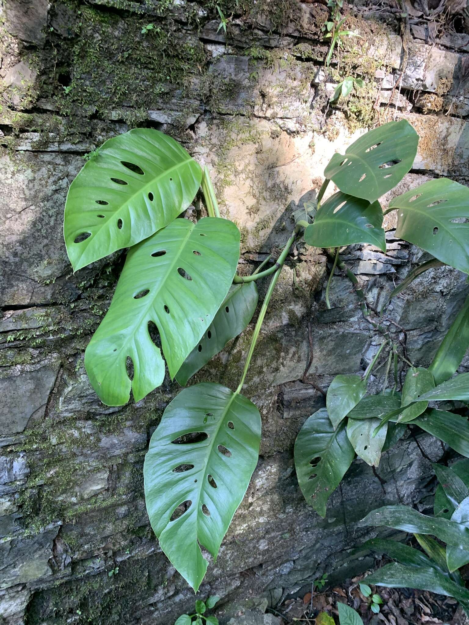 Image of Monstera acuminata K. Koch