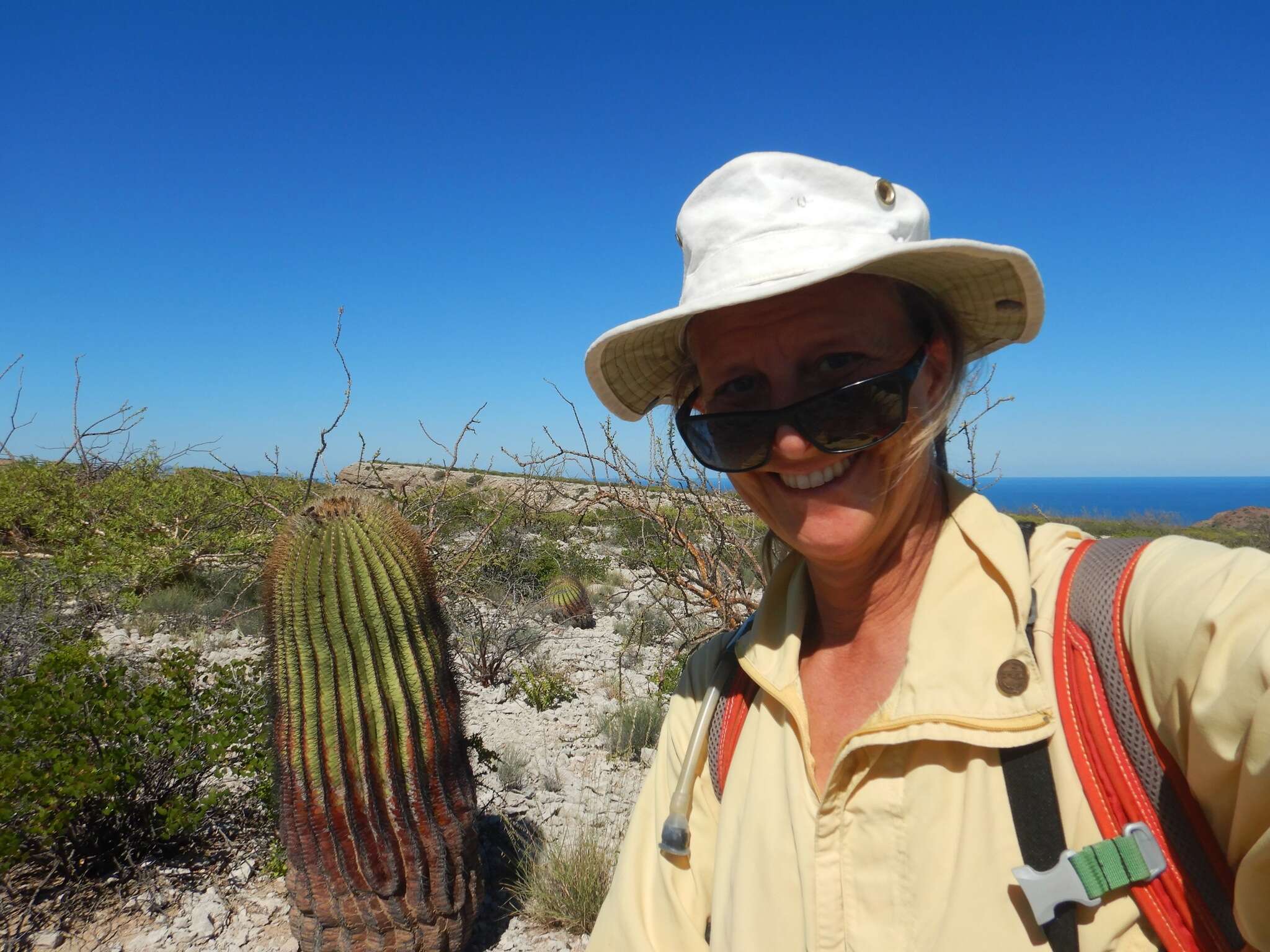 Image of Ferocactus diguetii (F. A. C. Weber) Britton & Rose