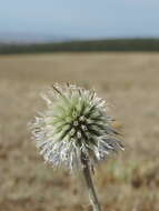 Image de Echinops transcaucasicus Iljin