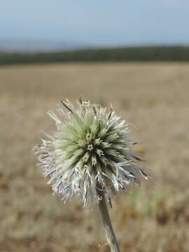 Image de Echinops transcaucasicus Iljin