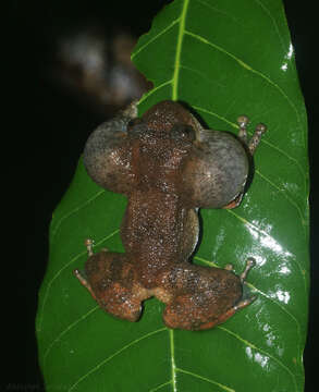 Image of Castle Rock Wrinkled Frog