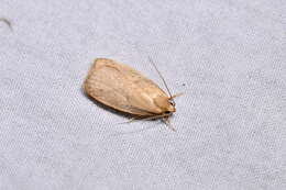 Image of Mountain Beech Flat Moth