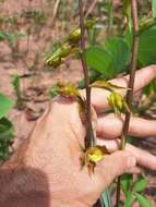 Imagem de Cyrtopodium blanchetii Rchb. fil.