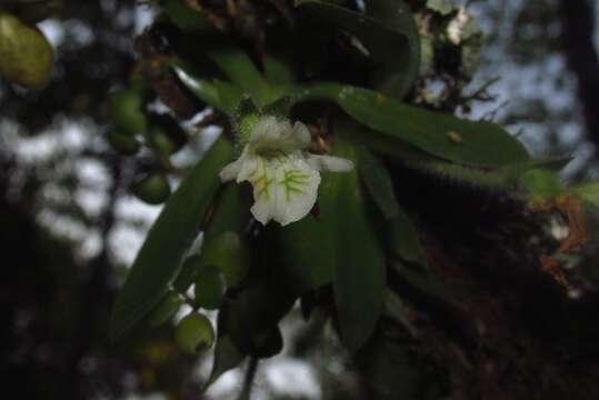 Image de Lankesterella ceracifolia (Barb. Rodr.) Mansf.