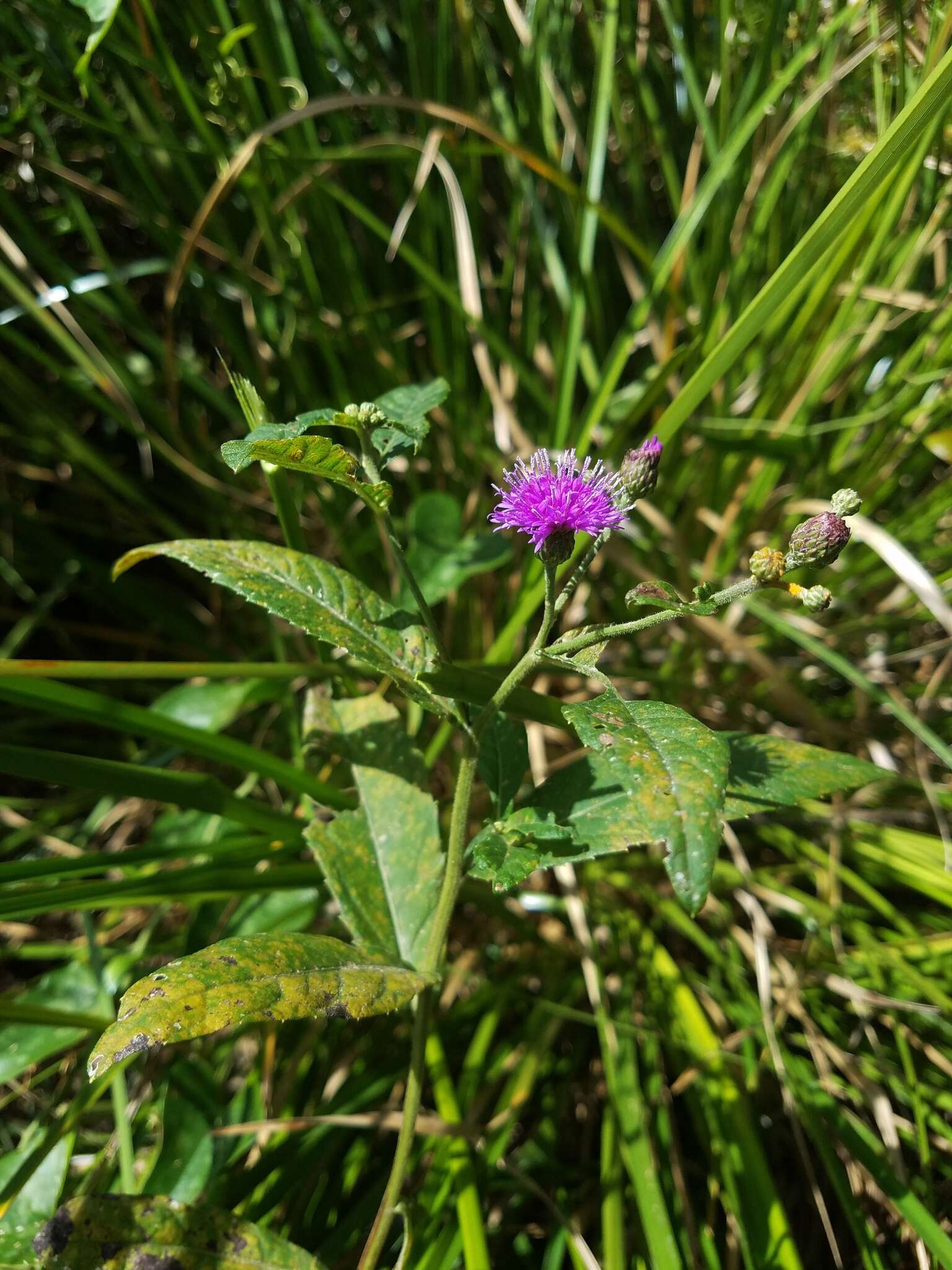 Image of Missouri ironweed