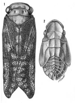 Image of <i>Cyrpoptus suavis</i> Stal 1862