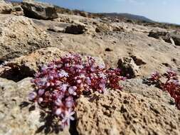 Image of Sedum caeruleum L.