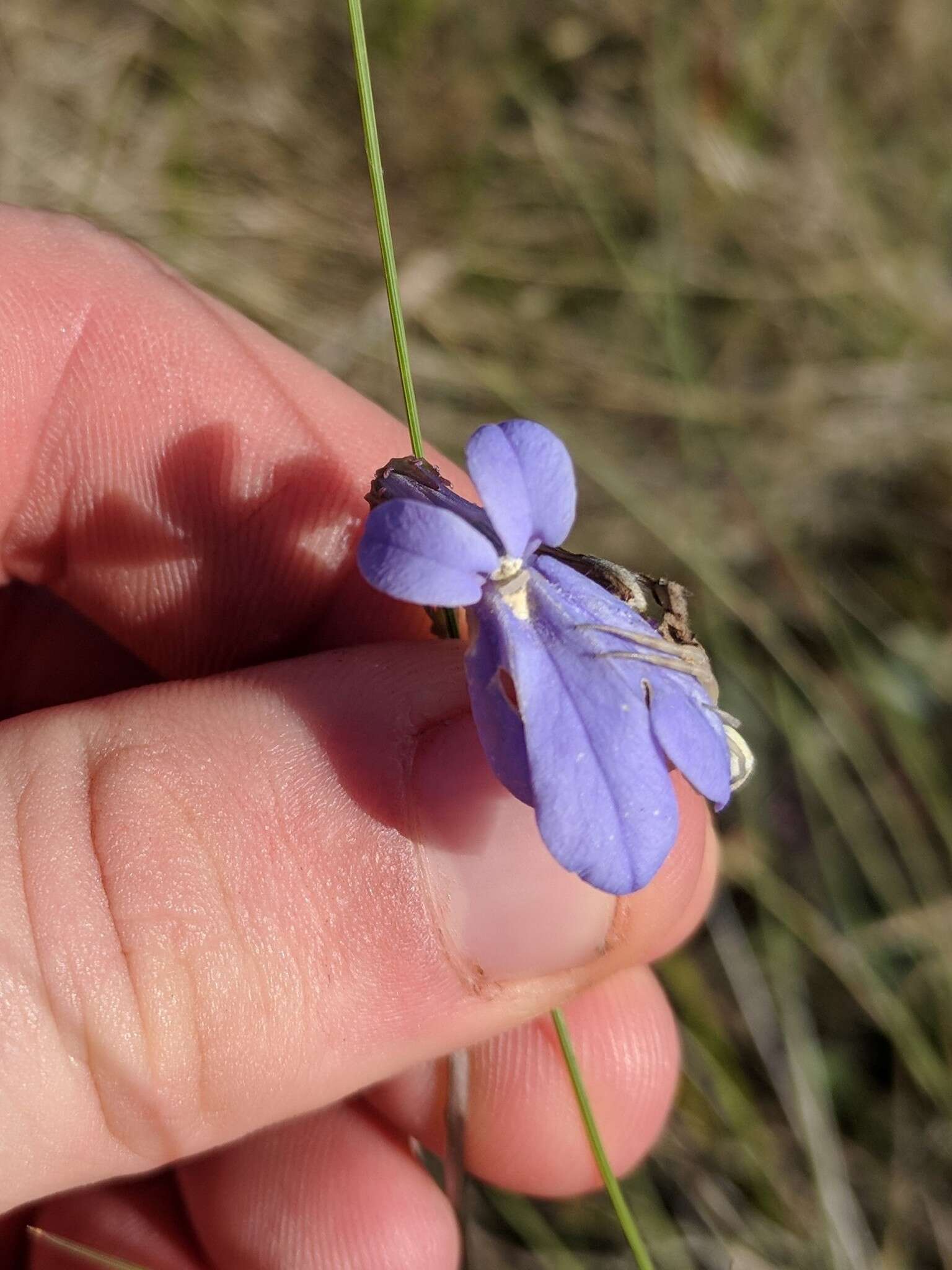 Plancia ëd Lobelia glandulosa Walter