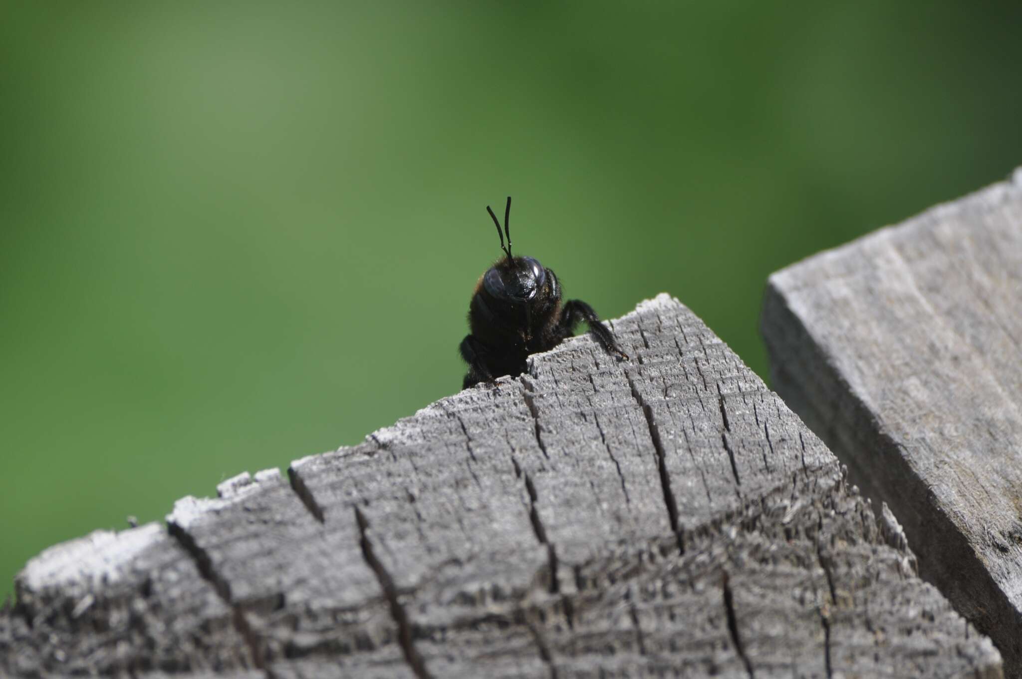 Plancia ëd Xylocopa valga Gerstäcker 1872