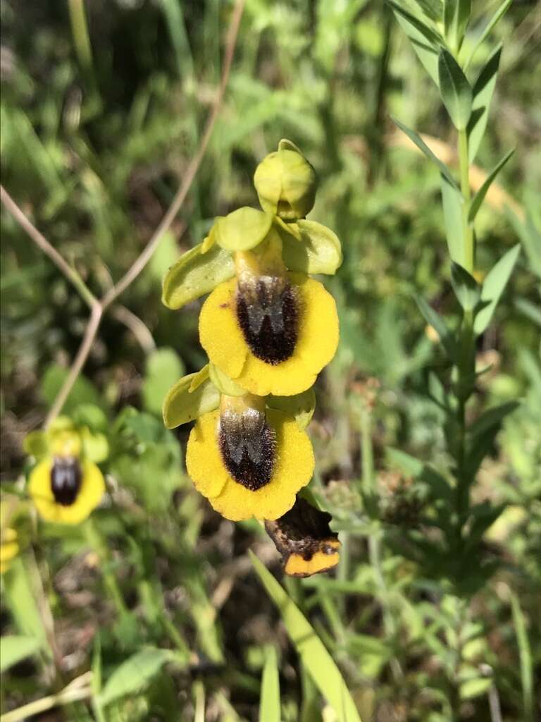 Image of Ophrys lutea subsp. lutea