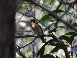 Image of Spectacled Monarch