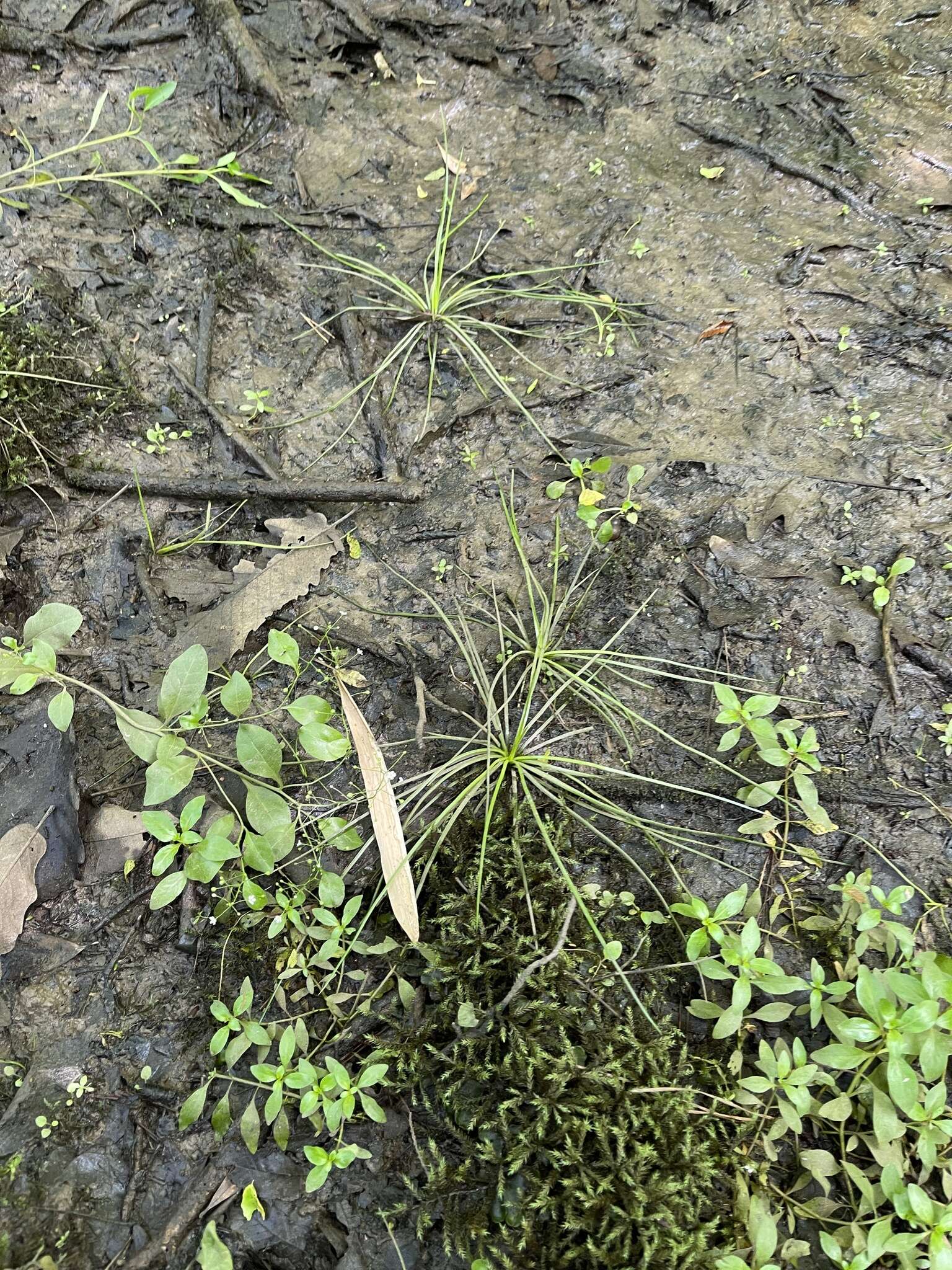 Image of Appalachian quillwort