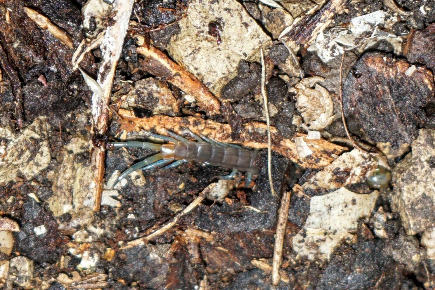 Imagem de Scolopendra dalmatica C. L. Koch 1847