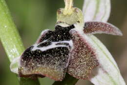 Слика од Ophrys reinholdii subsp. reinholdii