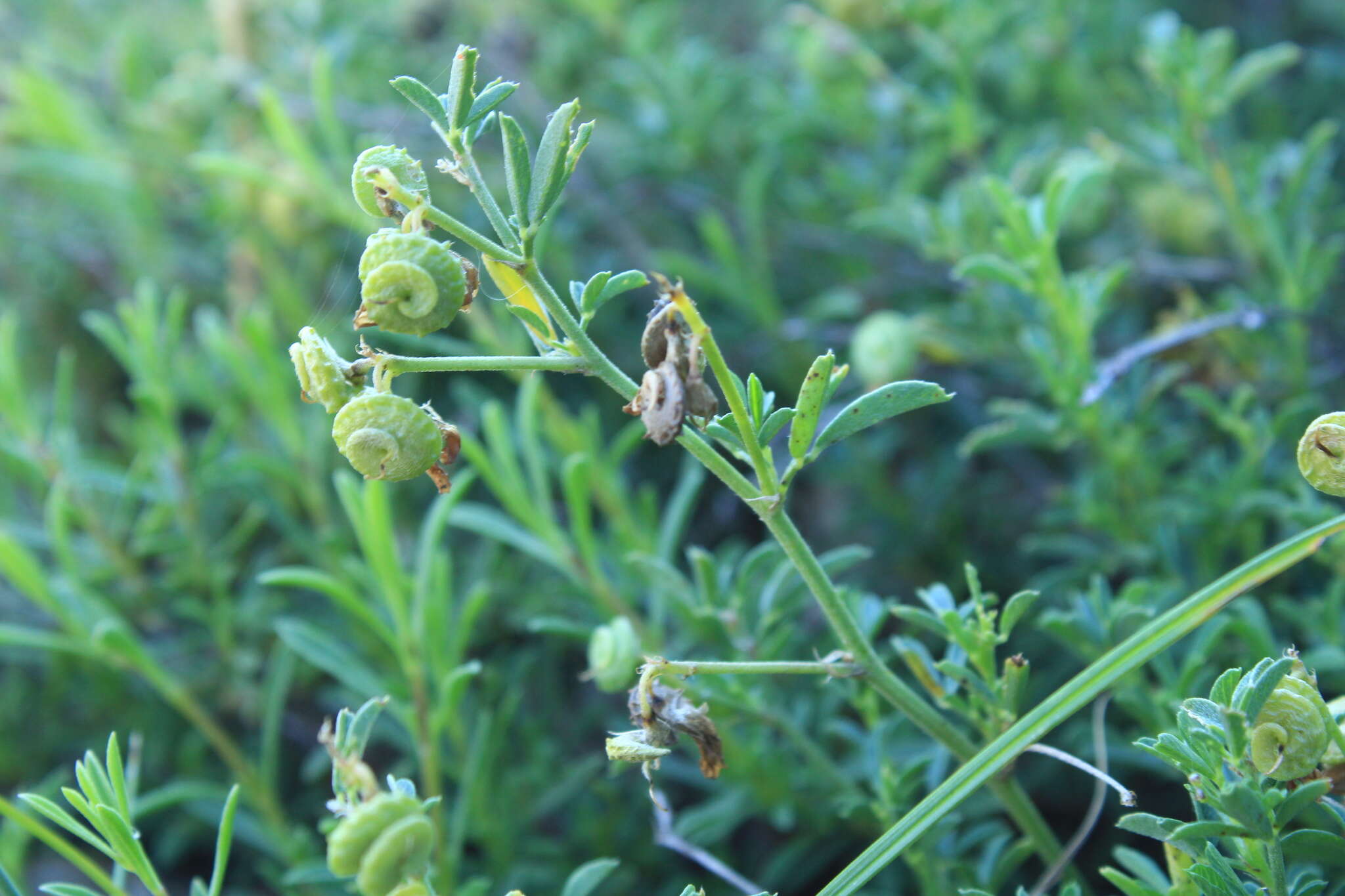 Image de Medicago saxatilis M. Bieb.