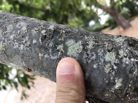 Image of rim lichen