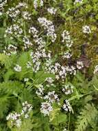 Imagem de Valerianella longiflora (Torr. & Gray) Walp.