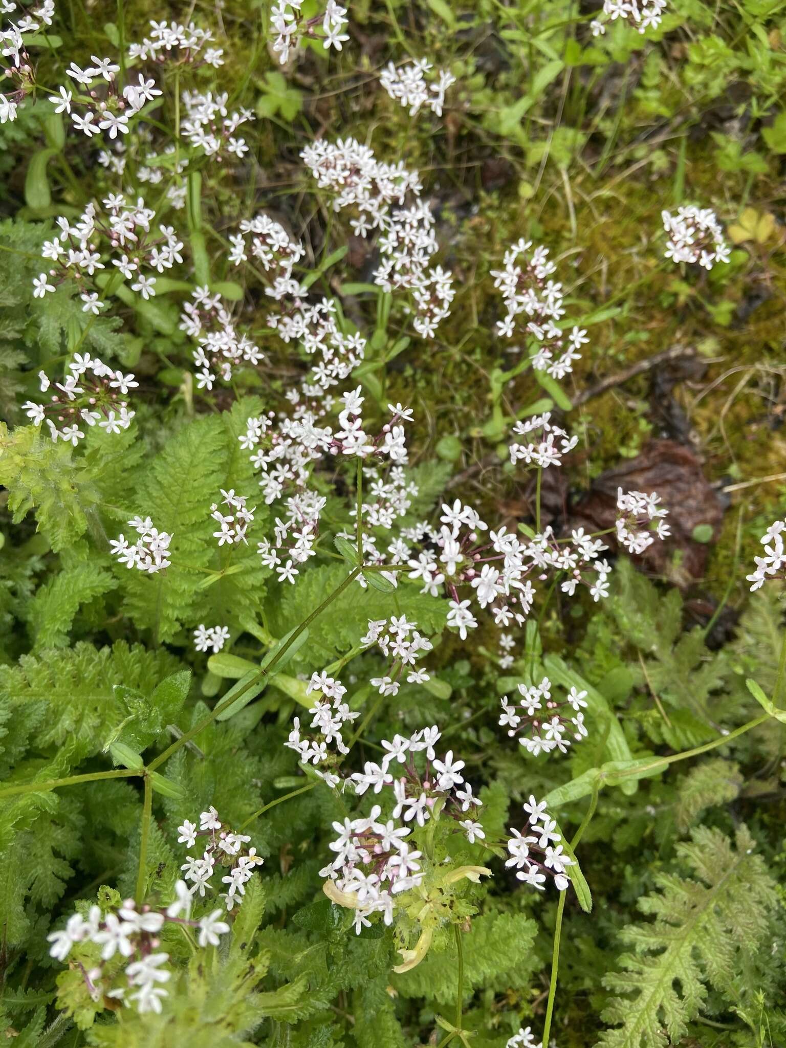 Image of longtube cornsalad