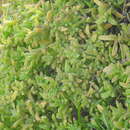 Image of Delosperma stenandrum L. Bol.