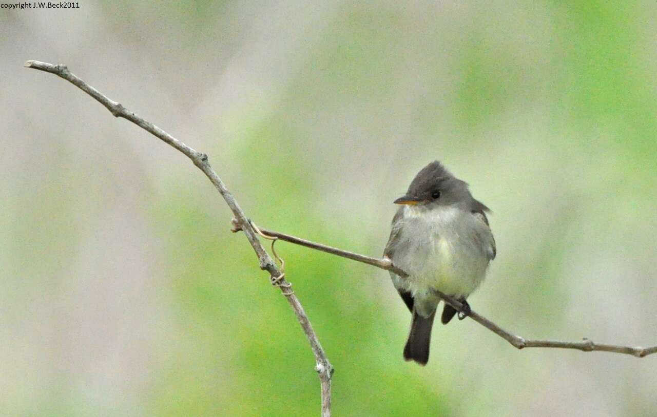 Image of Eastern Wood Pewee