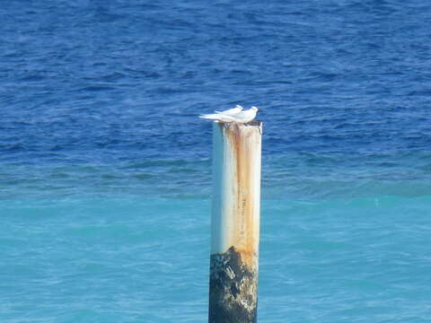 Image of Black-naped Tern