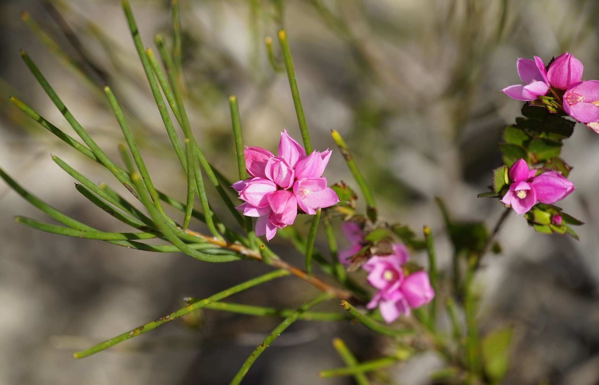 Image of Australian Native Rose