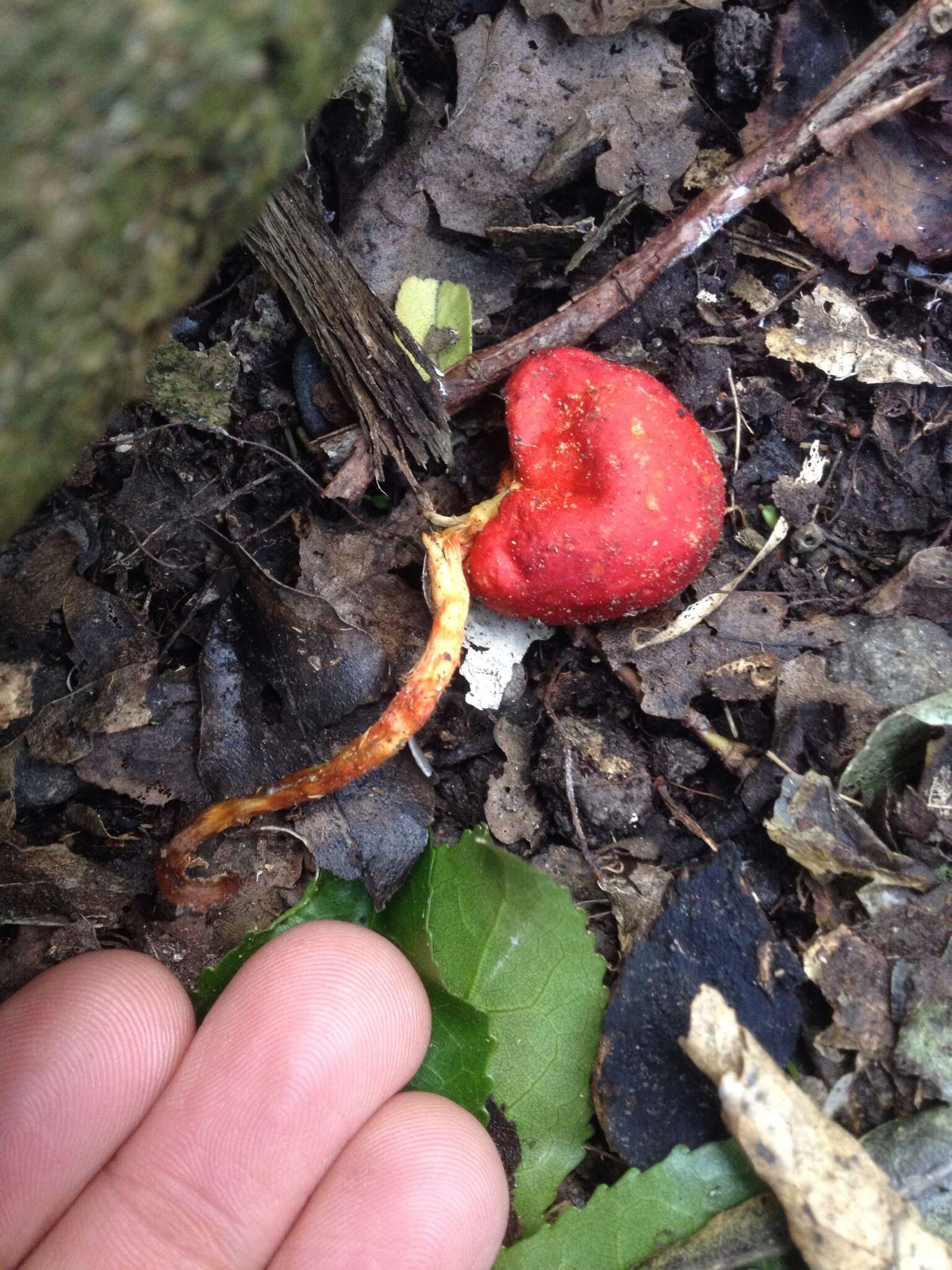 Sivun Leratiomyces erythrocephalus (Tul. & C. Tul.) Beever & D. C. Park 2008 kuva