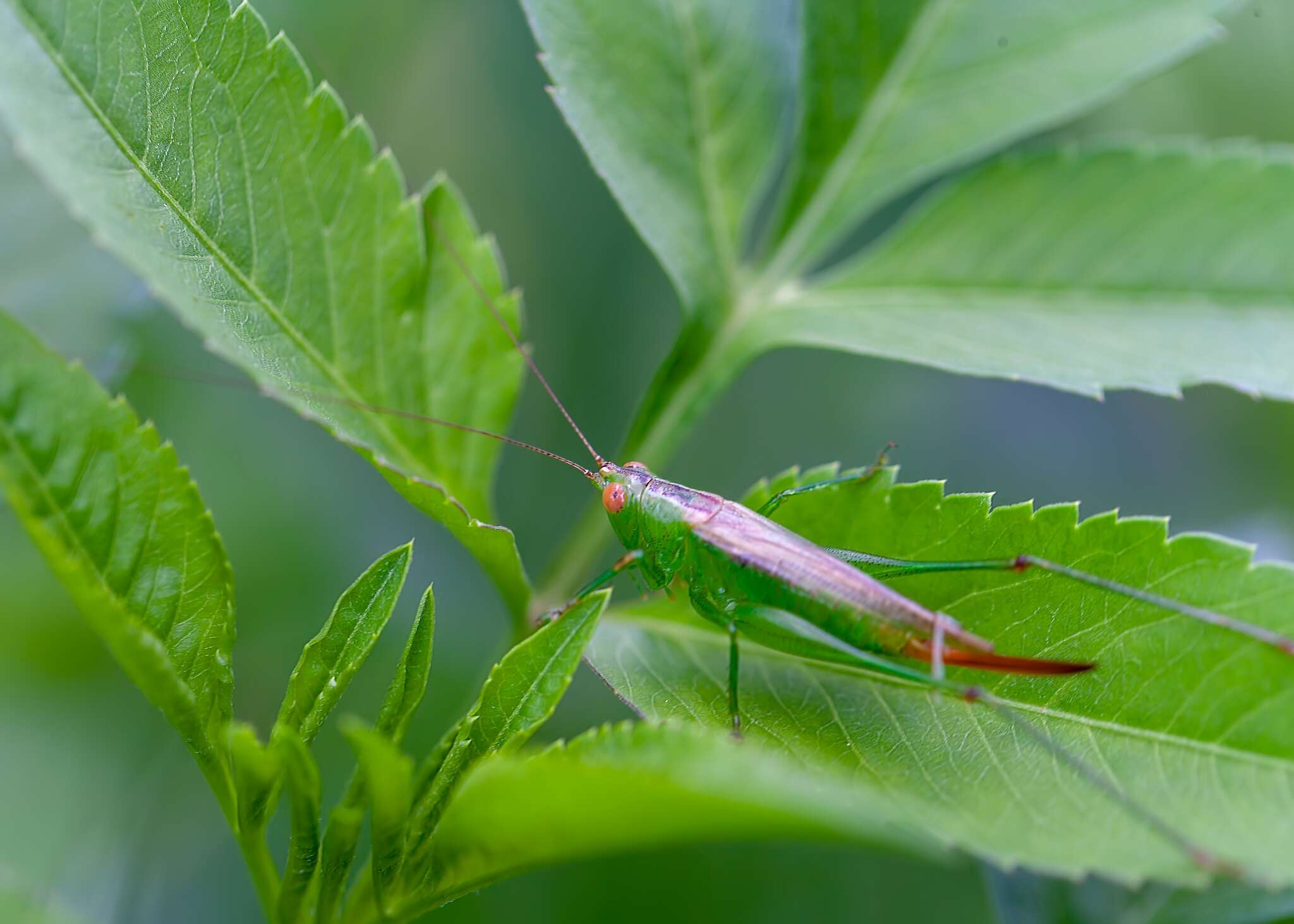 Слика од Conocephalus (Anisoptera) cinereus Thunberg 1815