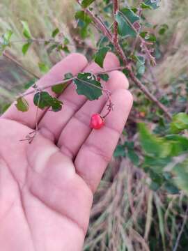 Image of Malpighia diversifolia T. S. Brandeg.