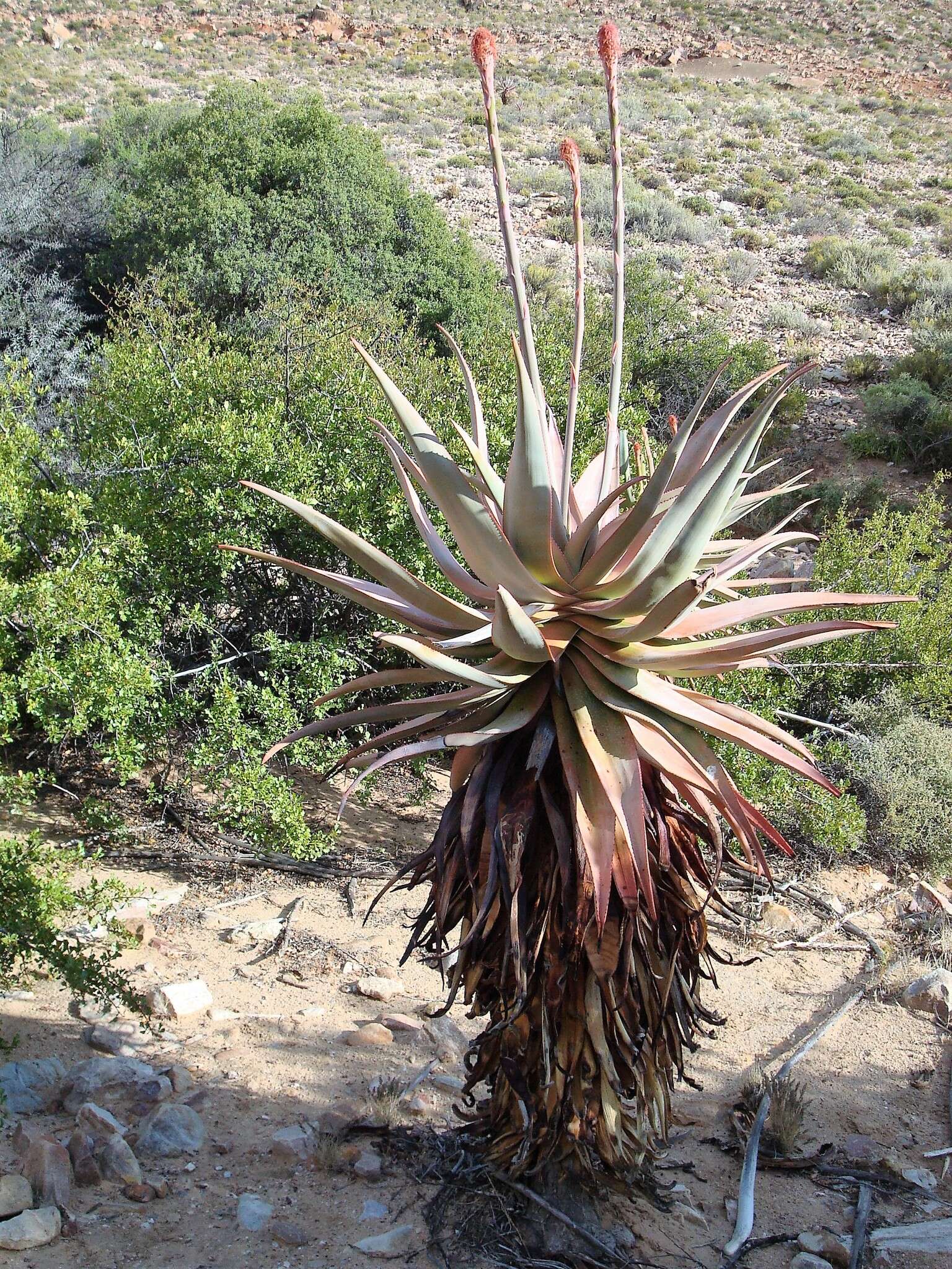 Image of Clanwilliam Aloe