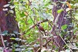 Image of Masked Laughingthrush